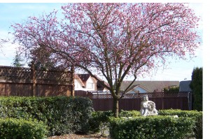 Statue With Tree