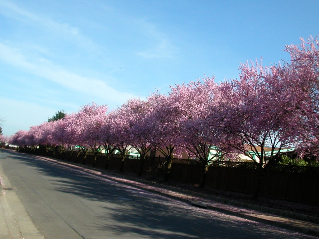 Row of Trees