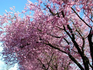 Cherry Blossoms